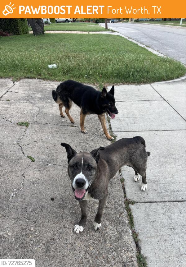 Found/Stray Unknown Dog last seen By veggie garden, Fort Worth, TX 76116