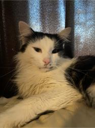 Lost Male Cat last seen Electra st, Clinton Township, MI 48035