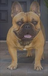 Lost Male Dog last seen 23rd street San Pablo ca 94806, San Pablo, CA 94806