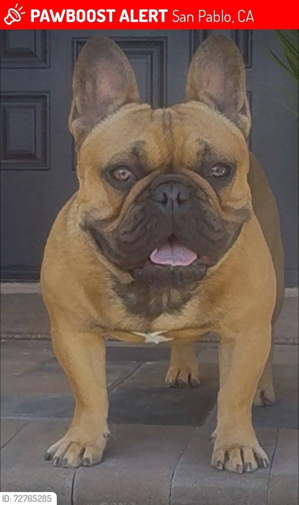 Lost Male Dog last seen 23rd street San Pablo ca 94806, San Pablo, CA 94806