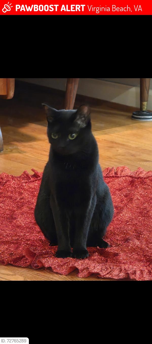 Lost Female Cat last seen Military Hwy, Virginia Beach, VA 23464