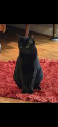 Lost Female Cat last seen Military Hwy, Virginia Beach, VA 23464