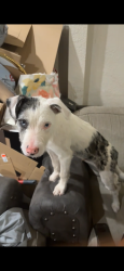 Found/Stray Male Dog last seen Near W inglewood st , Mesa, AZ 85201
