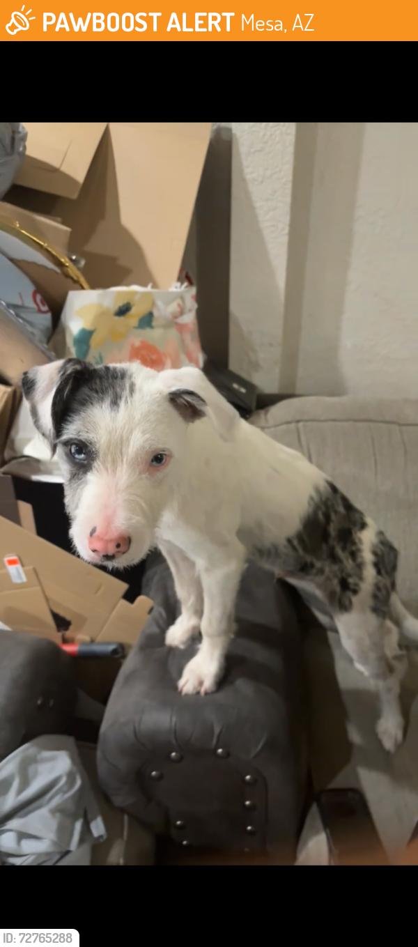 Found/Stray Male Dog last seen Near W inglewood st , Mesa, AZ 85201