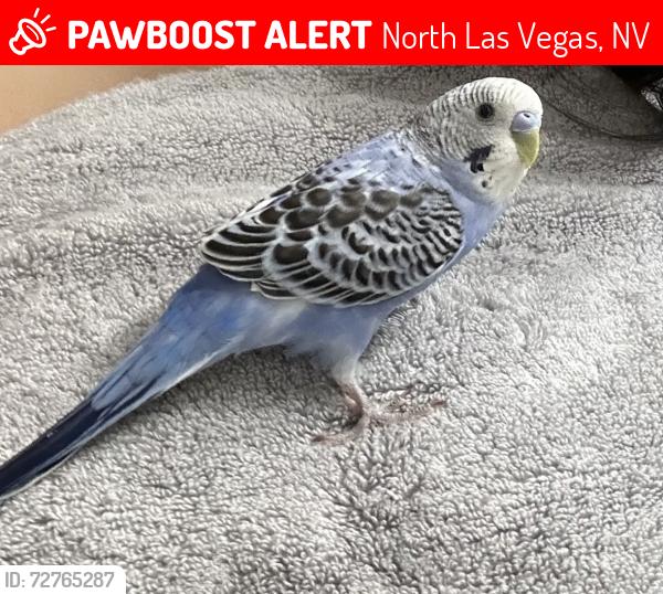 Lost Male Bird last seen Coleman and Sunrise Springs Ct, North Las Vegas, NV 89031