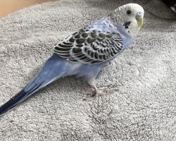 Lost Male Bird last seen Coleman and Sunrise Springs Ct, North Las Vegas, NV 89031