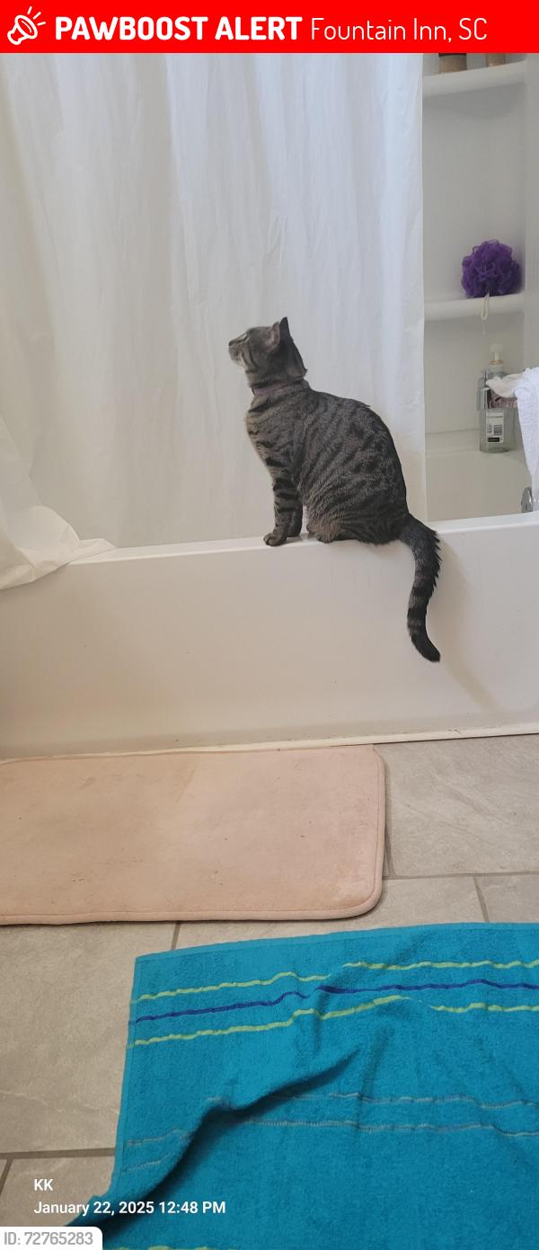 Lost Male Cat last seen Durbin creek rd, Fountain Inn, SC 29644