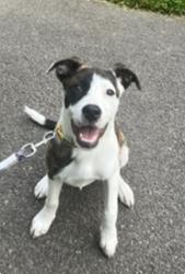 Lost Female Dog last seen Eagle and Evans, Williamsville, NY 14221
