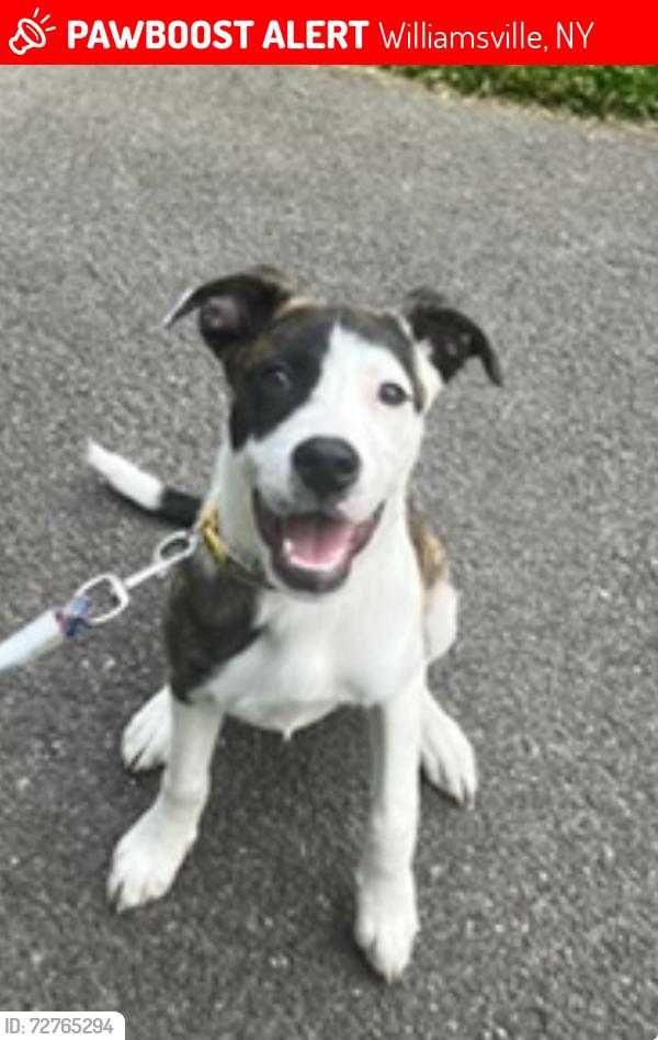 Lost Female Dog last seen Eagle and Evans, Williamsville, NY 14221