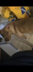 Lost Female Dog last seen N Hansa Dr, flowing wells, Tucson, AZ 85705