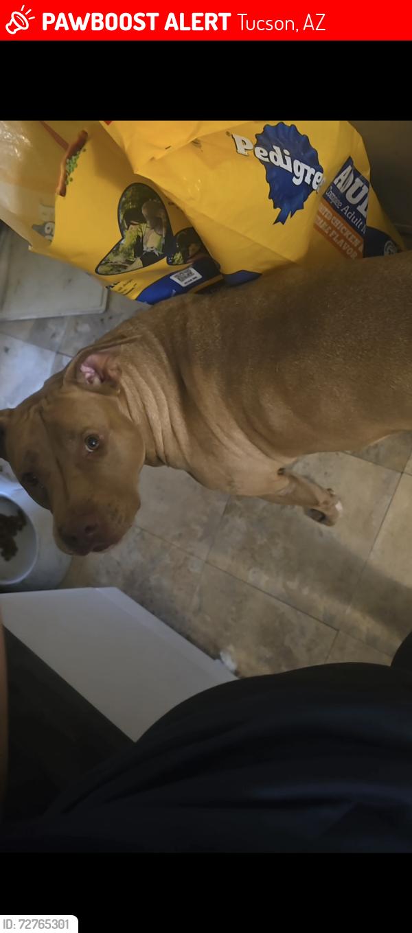 Lost Female Dog last seen N Hansa Dr, flowing wells, Tucson, AZ 85705