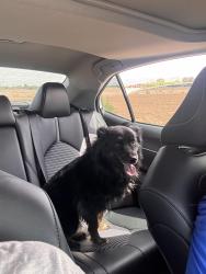 Found/Stray Male Dog last seen Southwind rd, Las Cruces, NM 88007