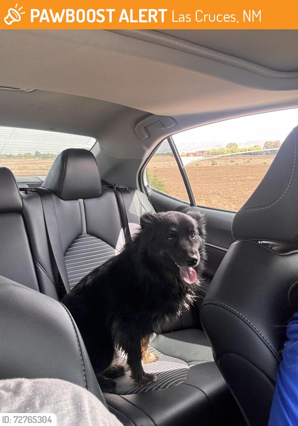 Found/Stray Male Dog last seen Southwind rd, Las Cruces, NM 88007