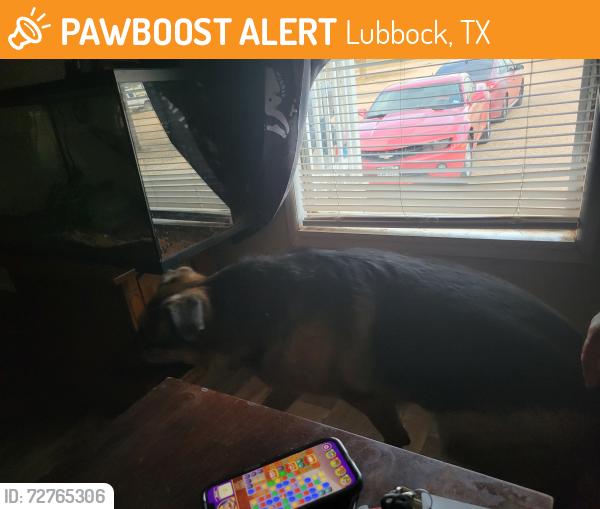 Found/Stray Male Dog last seen 34th ave t, Lubbock, TX 79407