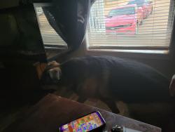 Found/Stray Male Dog last seen 34th ave t, Lubbock, TX 79407