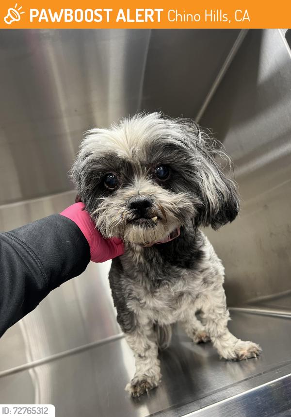 Found/Stray Female Dog last seen Chino Ave & 71 freeway CHINO CA, Chino Hills, CA 91709