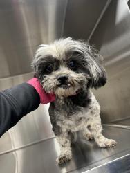 Found/Stray Female Dog last seen Chino Ave & 71 freeway CHINO CA, Chino Hills, CA 91709