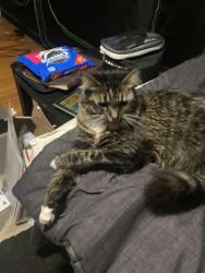 Lost Female Cat last seen Independent st and Maupin ave, Portsmouth, VA 23702