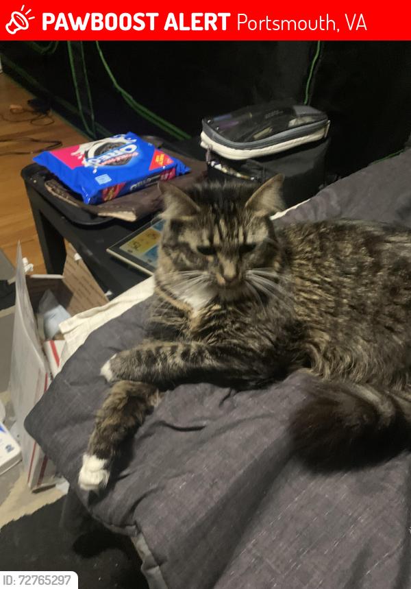 Lost Female Cat last seen Independent st and Maupin ave, Portsmouth, VA 23702