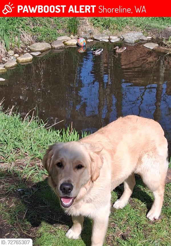 Lost Male Dog last seen Ne 196th st, Shoreline, WA 98155