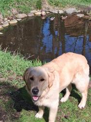 Lost Male Dog last seen Ne 196th st, Shoreline, WA 98155