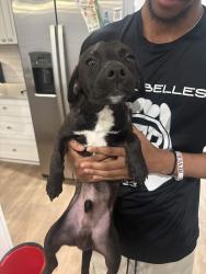 Found/Stray Male Dog last seen Texas A&M University, College Station, TX 77840