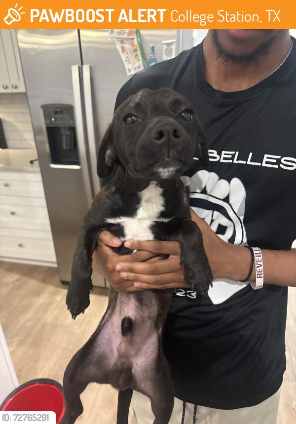 Found/Stray Male Dog last seen Texas A&M University, College Station, TX 77840