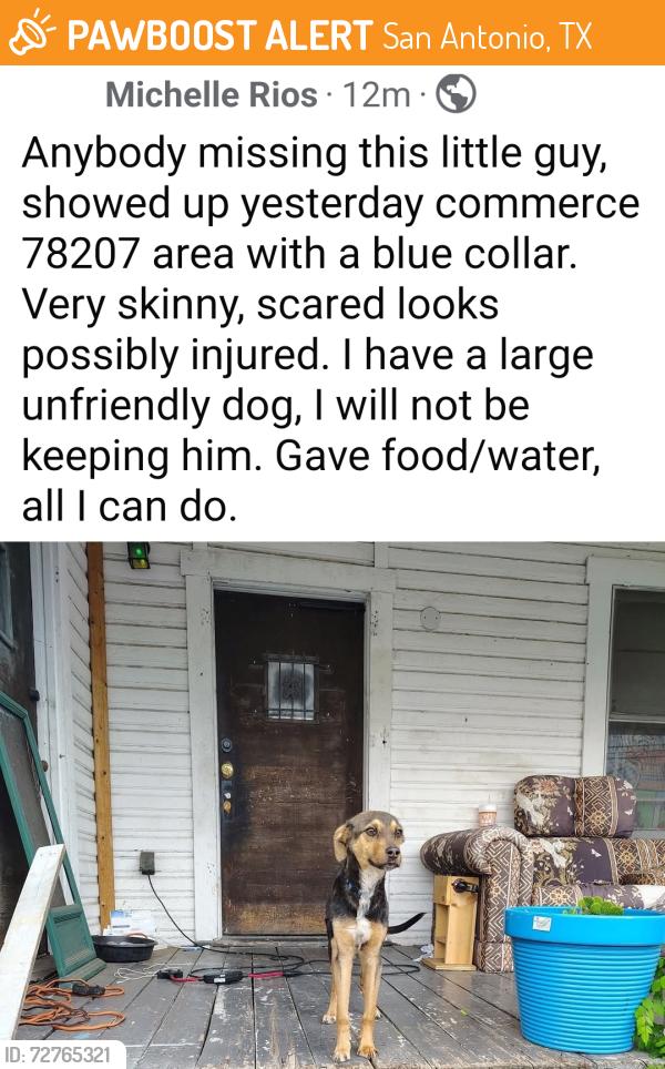Found/Stray Unknown Dog last seen Near area, San Antonio, TX 78237