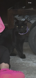 Lost Female Cat last seen Harry Meyers Park, Rockwall, TX 75087