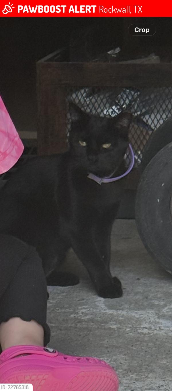 Lost Female Cat last seen Harry Meyers Park, Rockwall, TX 75087
