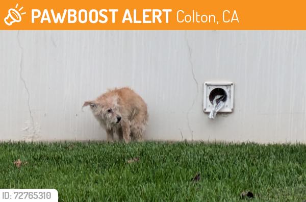 Found/Stray Unknown Dog last seen RV Center Dr South , Colton, CA 92324
