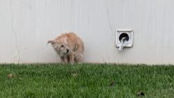 Found/Stray Unknown Dog last seen RV Center Dr South , Colton, CA 92324