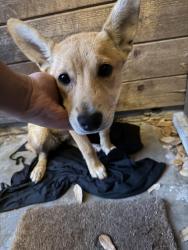 Found/Stray Female Dog last seen Campbell rd , Houston, TX 77080