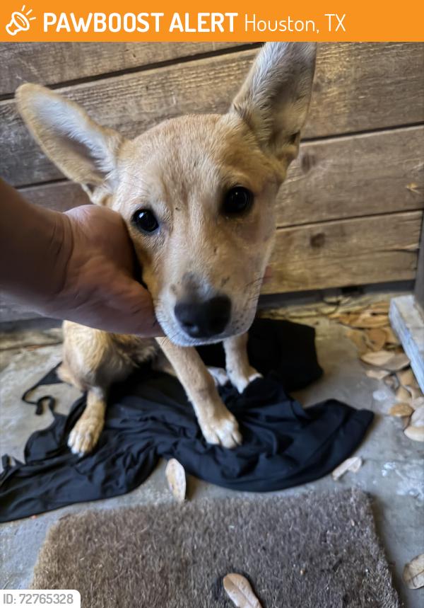 Found/Stray Female Dog last seen Campbell rd , Houston, TX 77080