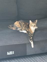 Lost Female Cat last seen Jefferies and Victory, Burbank, CA 91505