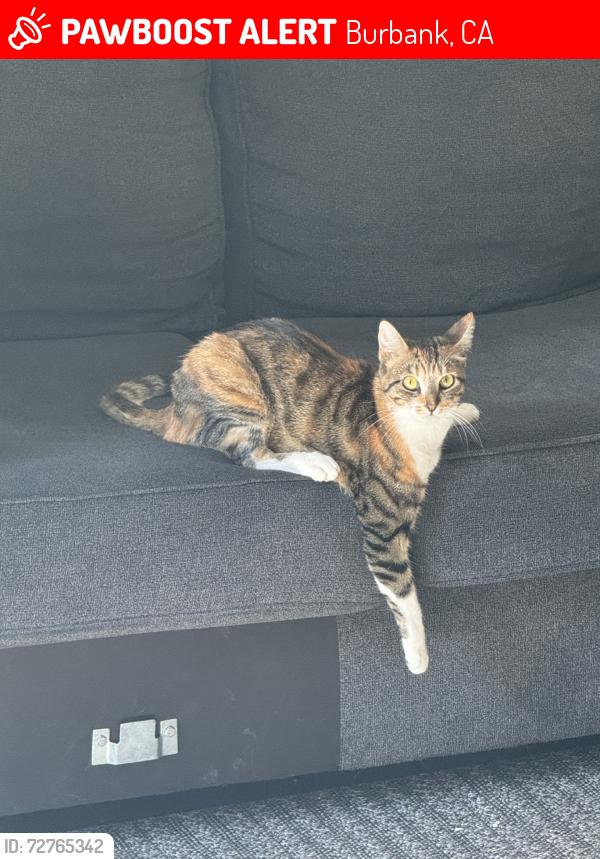 Lost Female Cat last seen Jefferies and Victory, Burbank, CA 91505
