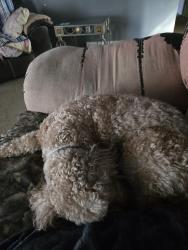 Lost Male Dog last seen Near east walker ave, Mansfield, OH 44905