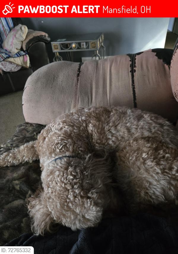 Lost Male Dog last seen Near east walker ave, Mansfield, OH 44905