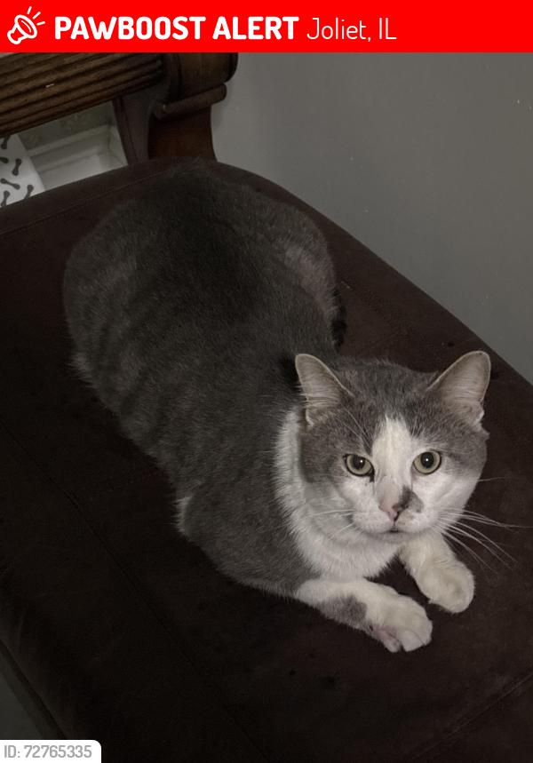 Lost Male Cat last seen Kelly Avenue and Curtis Avenue, IL, Joliet, IL 60435
