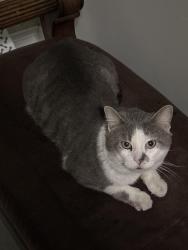 Lost Male Cat last seen Kelly Avenue and Curtis Avenue, IL, Joliet, IL 60435