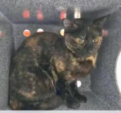 Lost Female Cat last seen Lemmon Valley , Reno, NV 89506