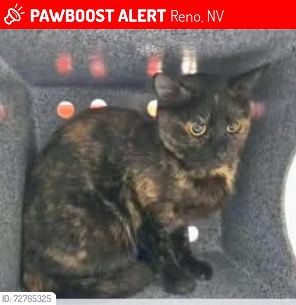 Lost Female Cat last seen Lemmon Valley , Reno, NV 89506