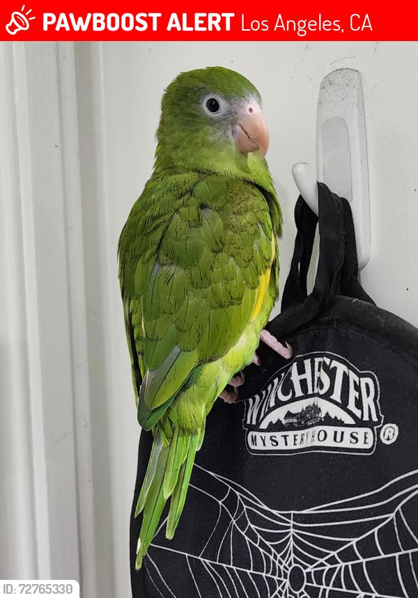 Lost Female Bird last seen Barham Blvd between Coyote Canyon and Lake Hollywood, Los Angeles, CA 90068