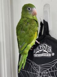 Lost Female Bird last seen Barham Blvd between Coyote Canyon and Lake Hollywood, Los Angeles, CA 90068