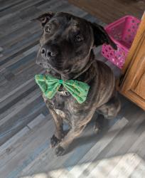 Lost Male Dog last seen Massillon and Esther - Ellet, Akron, OH 44312