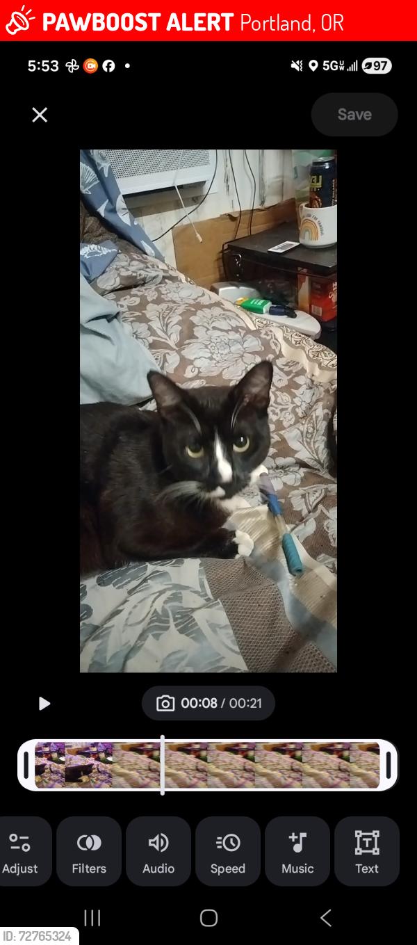 Lost Male Cat last seen 12th powell, Portland, OR 97202