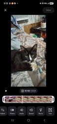 Lost Male Cat last seen 12th powell, Portland, OR 97202