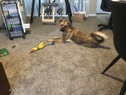 Lost Female Dog last seen Interstate 45 near Madisonville Buc-ee’s and Walmart , Madisonville, TX 77864