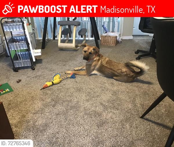 Lost Female Dog last seen Interstate 45 near Madisonville Buc-ee’s and Walmart , Madisonville, TX 77864