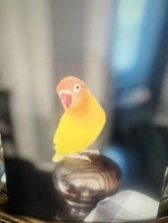 Lost Female Bird last seen Alan to Simmons and tropical  and centennial , North Las Vegas, NV 89085
